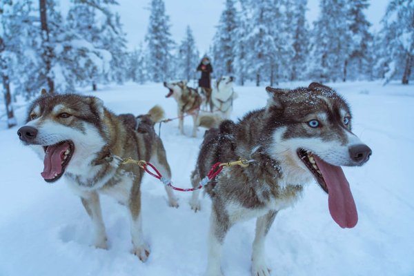Comment organiser une aventure en traîneau à chiens en Laponie finlandaise?