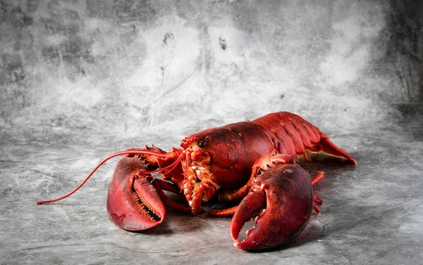 Comment découvrir les traditions de la pêche au homard en Nouvelle-Écosse, Canada?